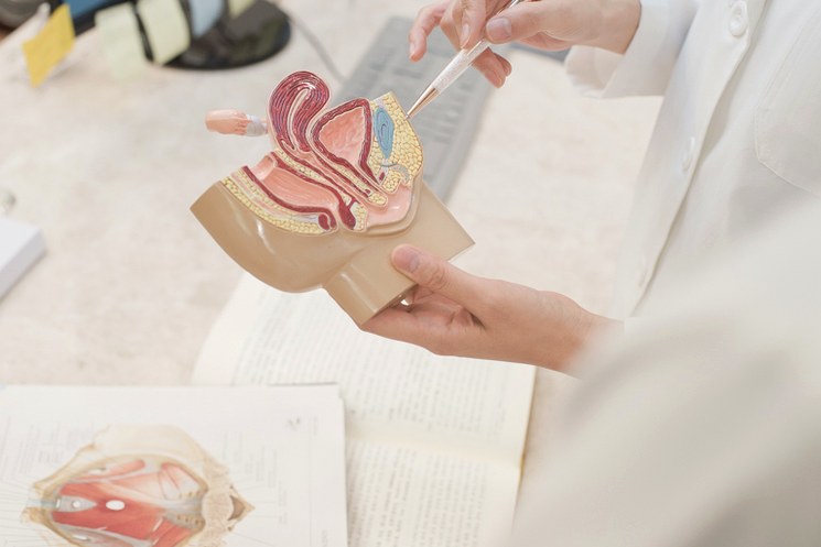 인천송도 생리불순 – 골반·자궁 모형을 가리키며 설명하는 자윤한의원 원장